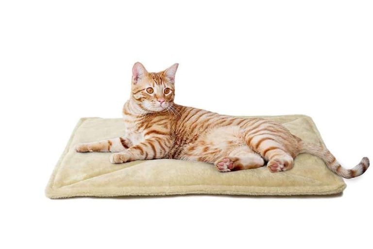 The 10 Best Pet SelfWarming Pads Check What's Best