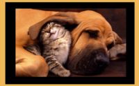 Cat and Dog Snuggling up