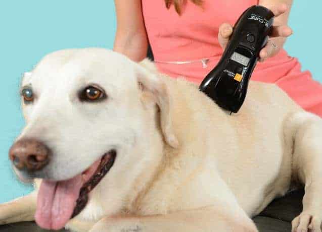 Example of a dog being treated with an at home pain relief device.